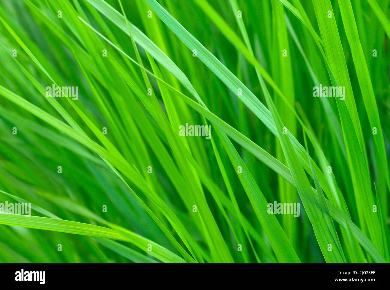 Close-up of blades of grass Stock Photo