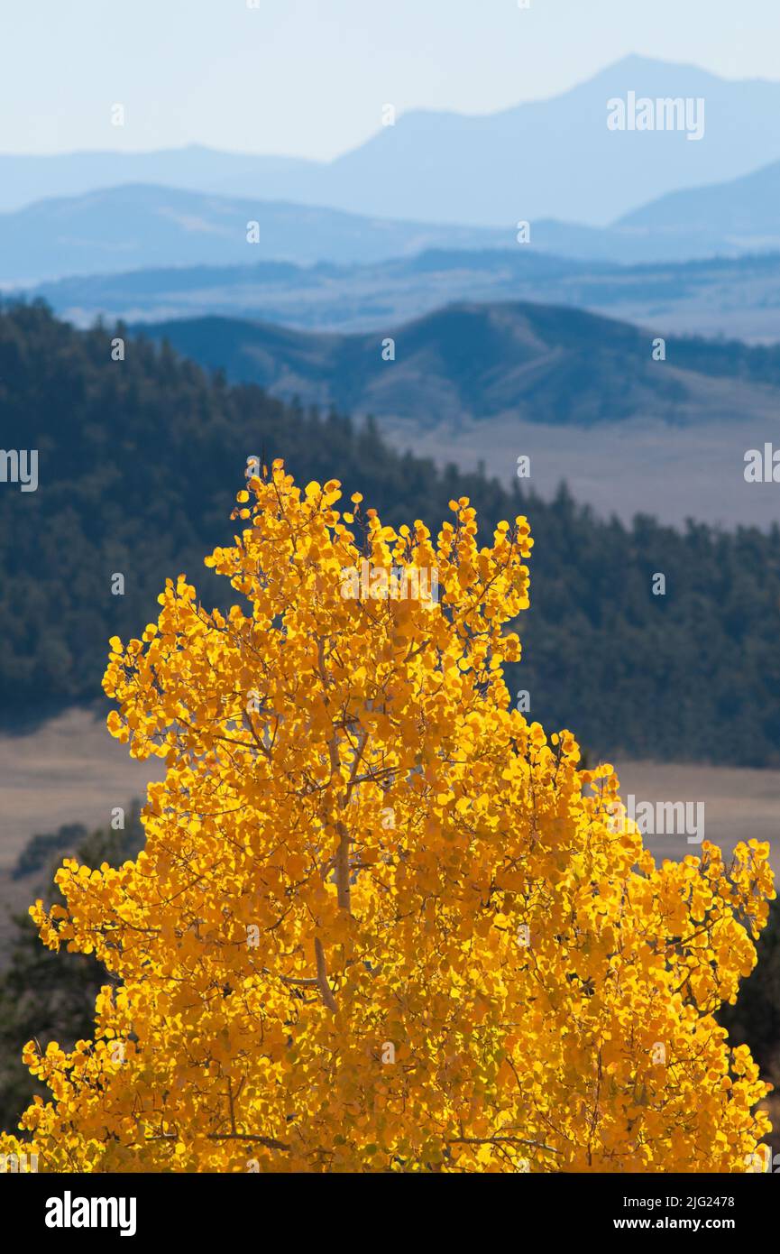 An autumn aspen tree in Colorado, USA Stock Photo Alamy