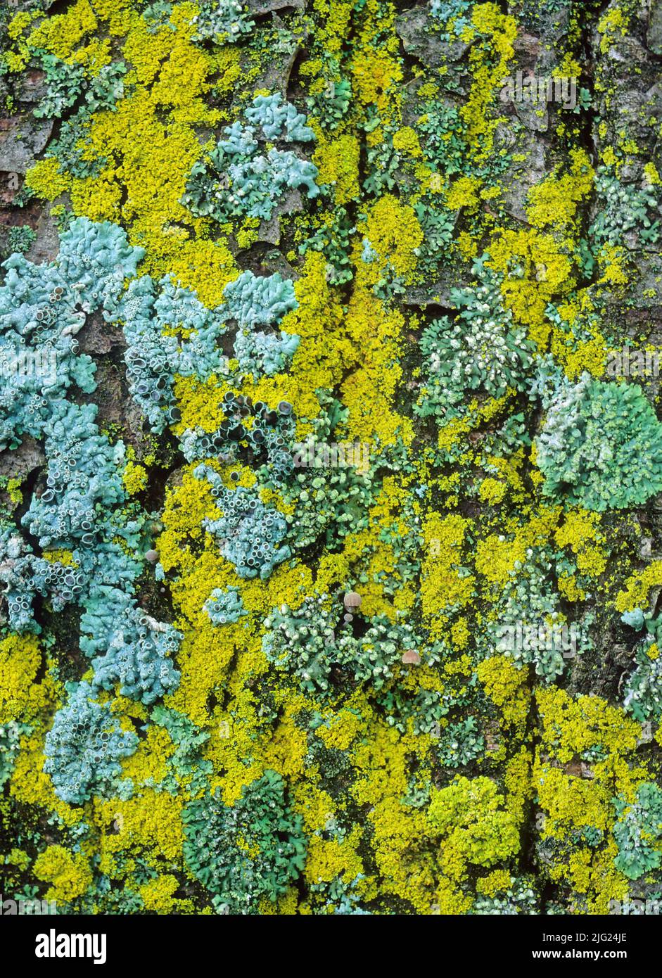 Various kinds of lichen and small mushrooms growing on a tree trunk Stock Photo