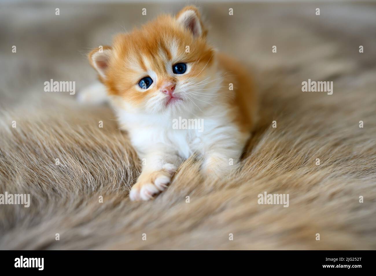 Golden British Shorthair Kitten Sit comfortably on a fur rug. view from the front of the little cat pretty and cute very good pedigree Pose to relax a Stock Photo