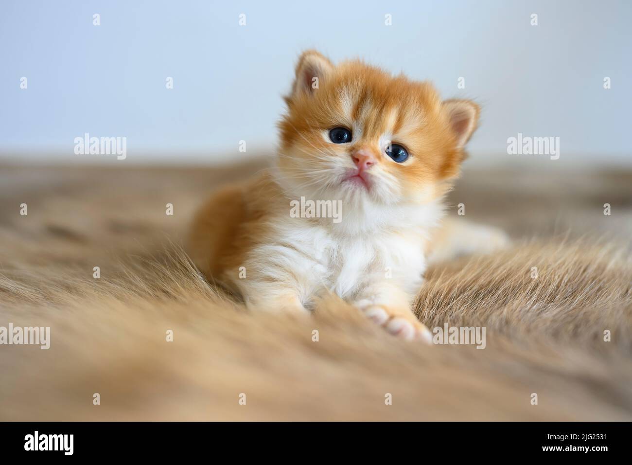 Golden British Shorthair Kitten Sit comfortably on a fur rug. view from the front of the little cat pretty and cute very good pedigree Pose to relax a Stock Photo