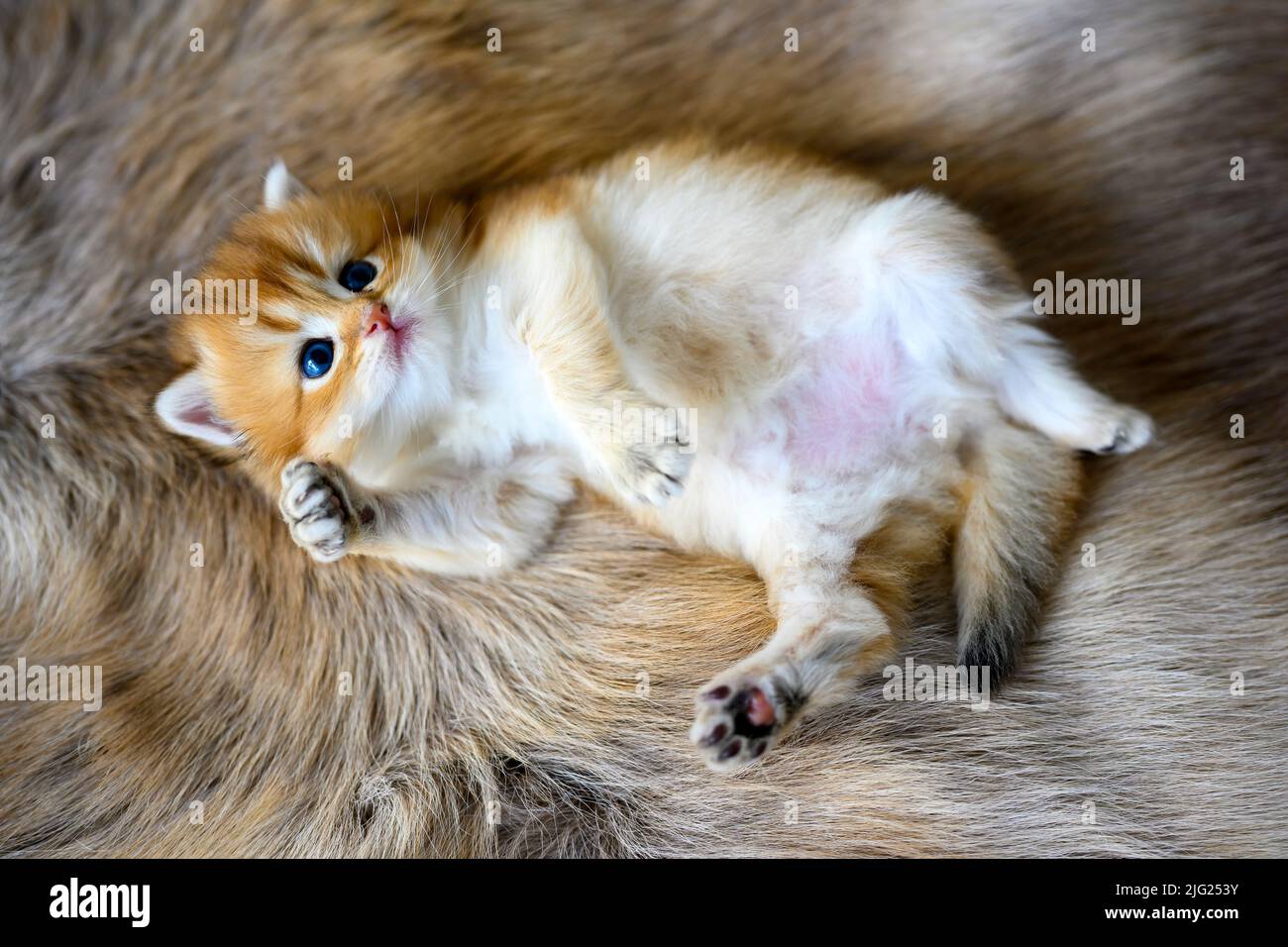 The kitten lies on its stomach on a brown wool carpet. Golden British Shorthair snuggling in supine position, top view of a very nice and cute pedigre Stock Photo