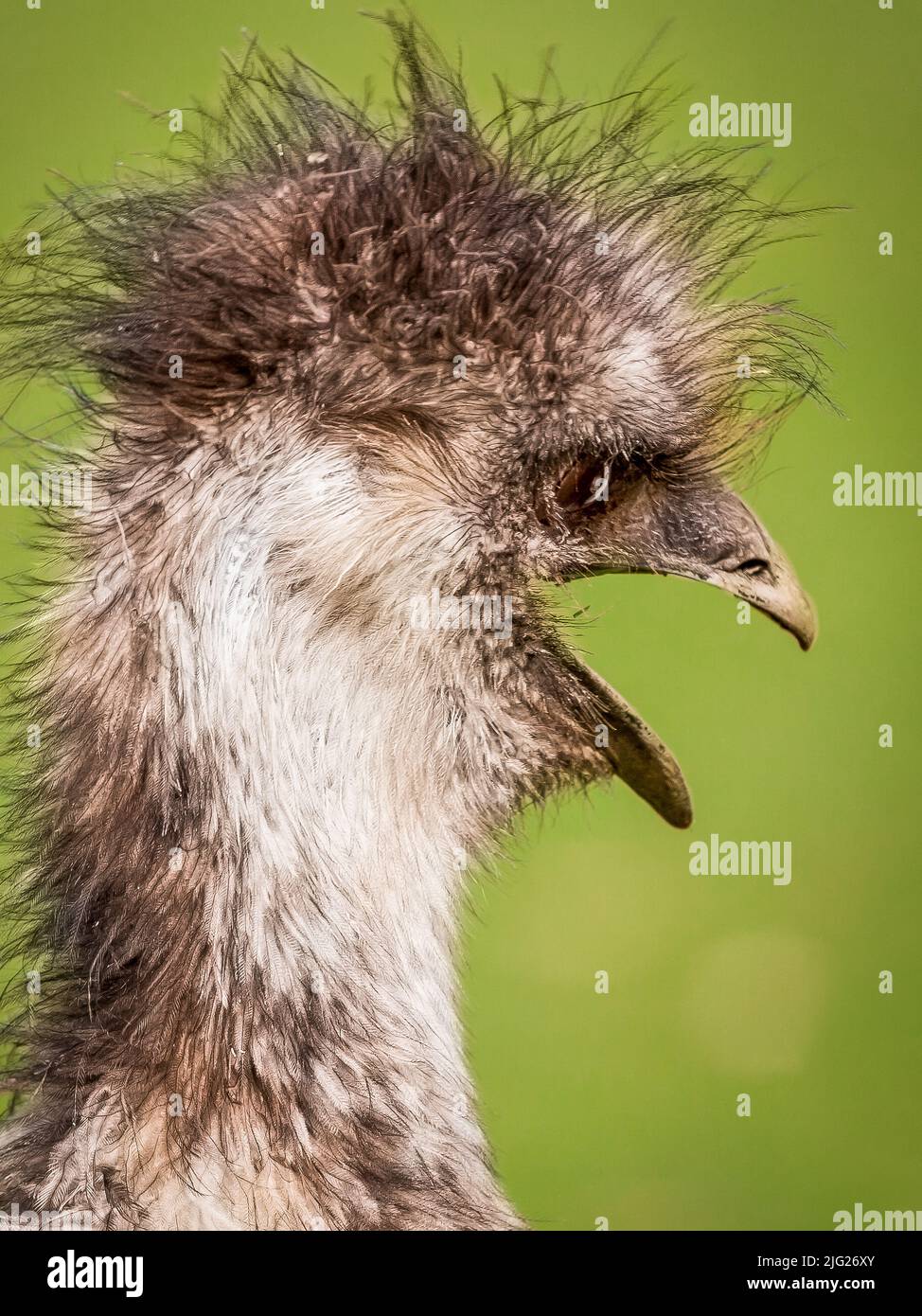 Bad hair day for an Emu Stock Photo