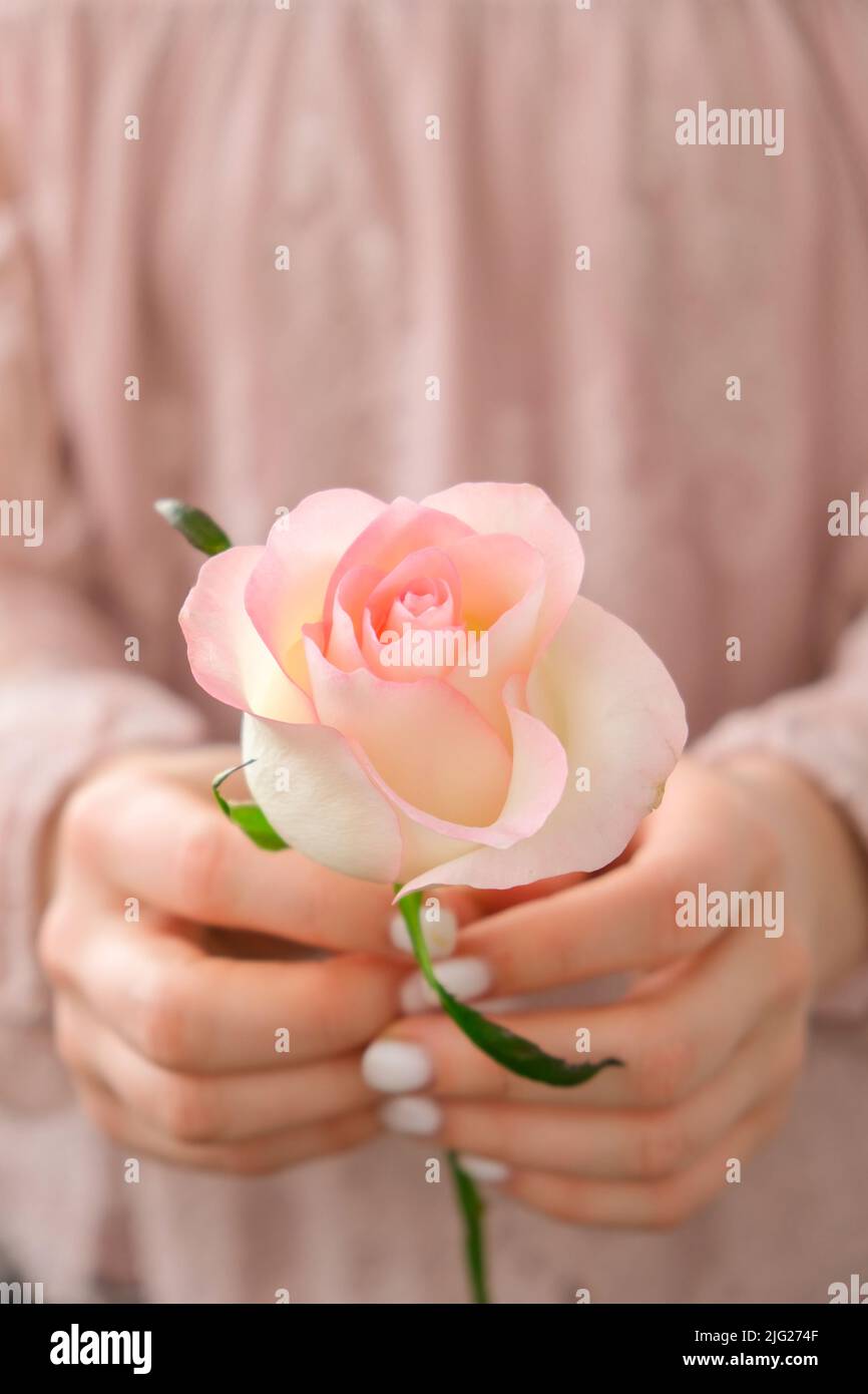 Female hand in pink blouse holding tender pink rose. Minimal trendy composition. Abstract art idea. Romantic pastel pink rose flower. Modern aesthetic. Neutral earth tones. Creative Greeting card background Vertical Stock Photo