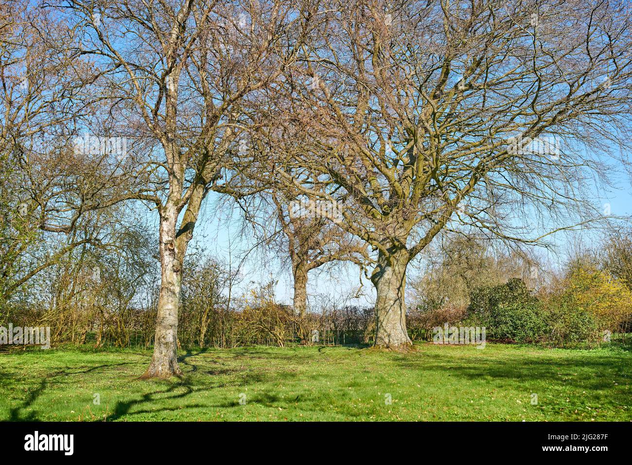 Overgrown by green leaf trees hi-res stock photography and images - Alamy