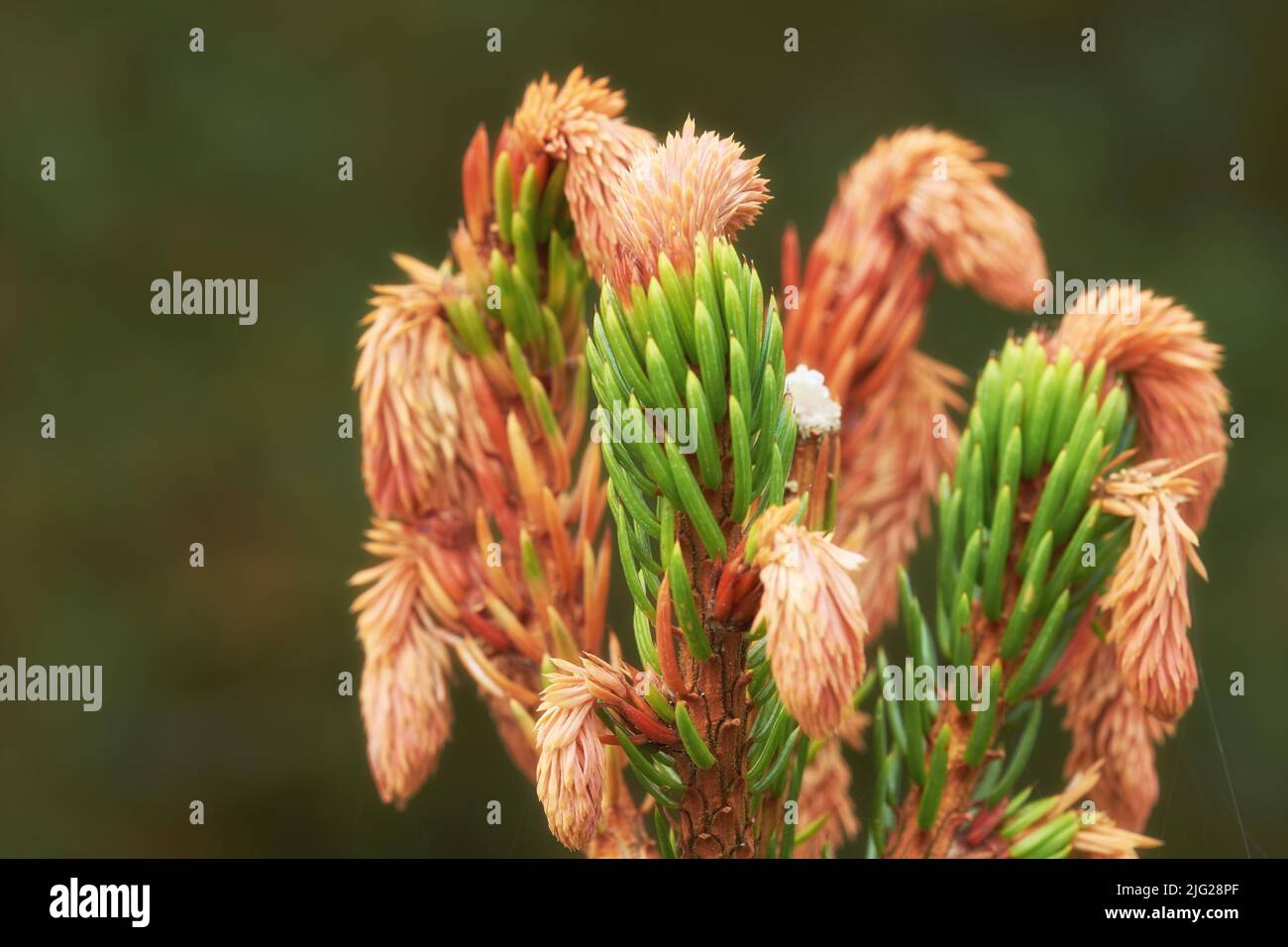 Closeup of new budding pine tree needles growing on fir or cedar trees, isolated against a bokeh background with copy space. Remote resin coniferous Stock Photo