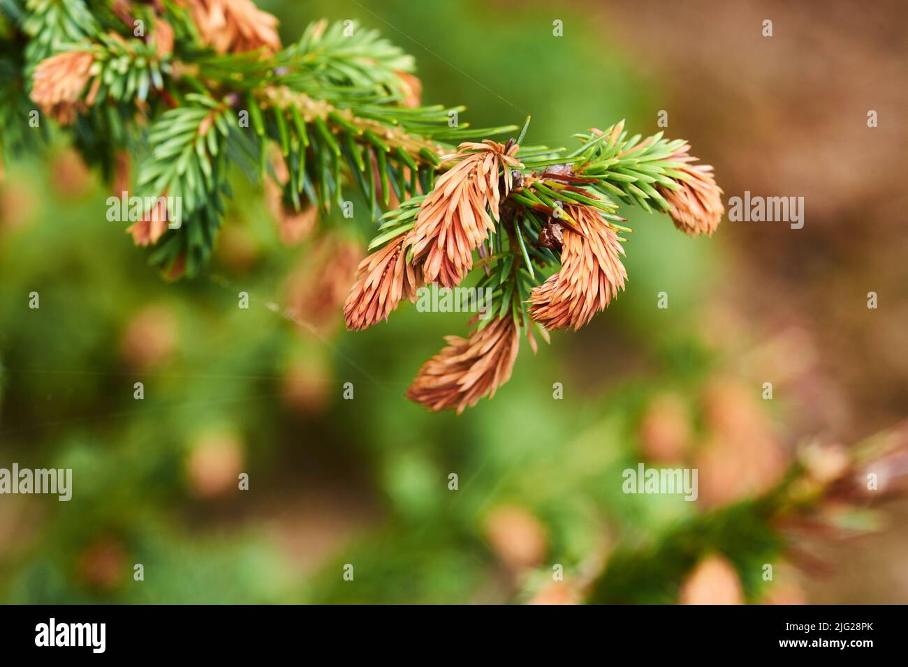 Closeup of Sitka spruce growing in a quiet, zen pine forest with a blurry background and copyspace. Zoom in on details and patterns of pine needles on Stock Photo