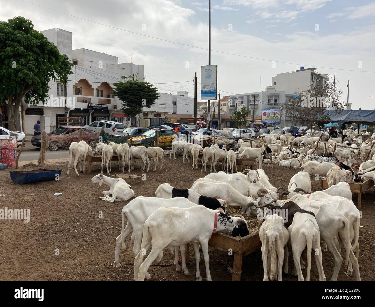 Dakar, Senegal. 05th July, 2022. In the Liberté 6 neighborhood, animals