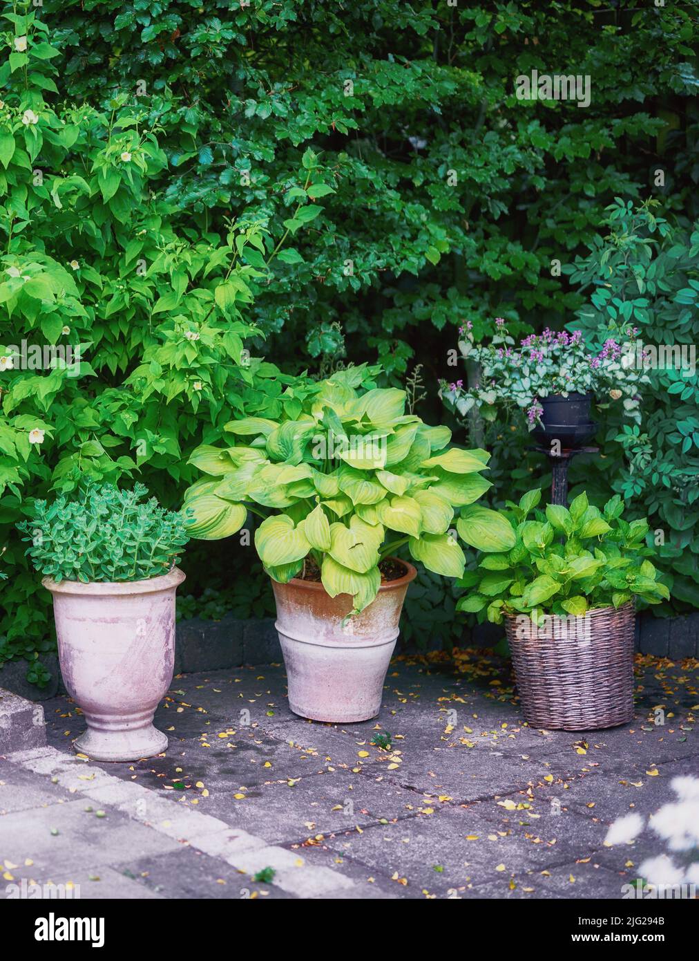 Clay and wicker pots with healthy green plants growing in a garden. A calm and quiet botanical garden filled with lush organic flowers blooms in a Stock Photo