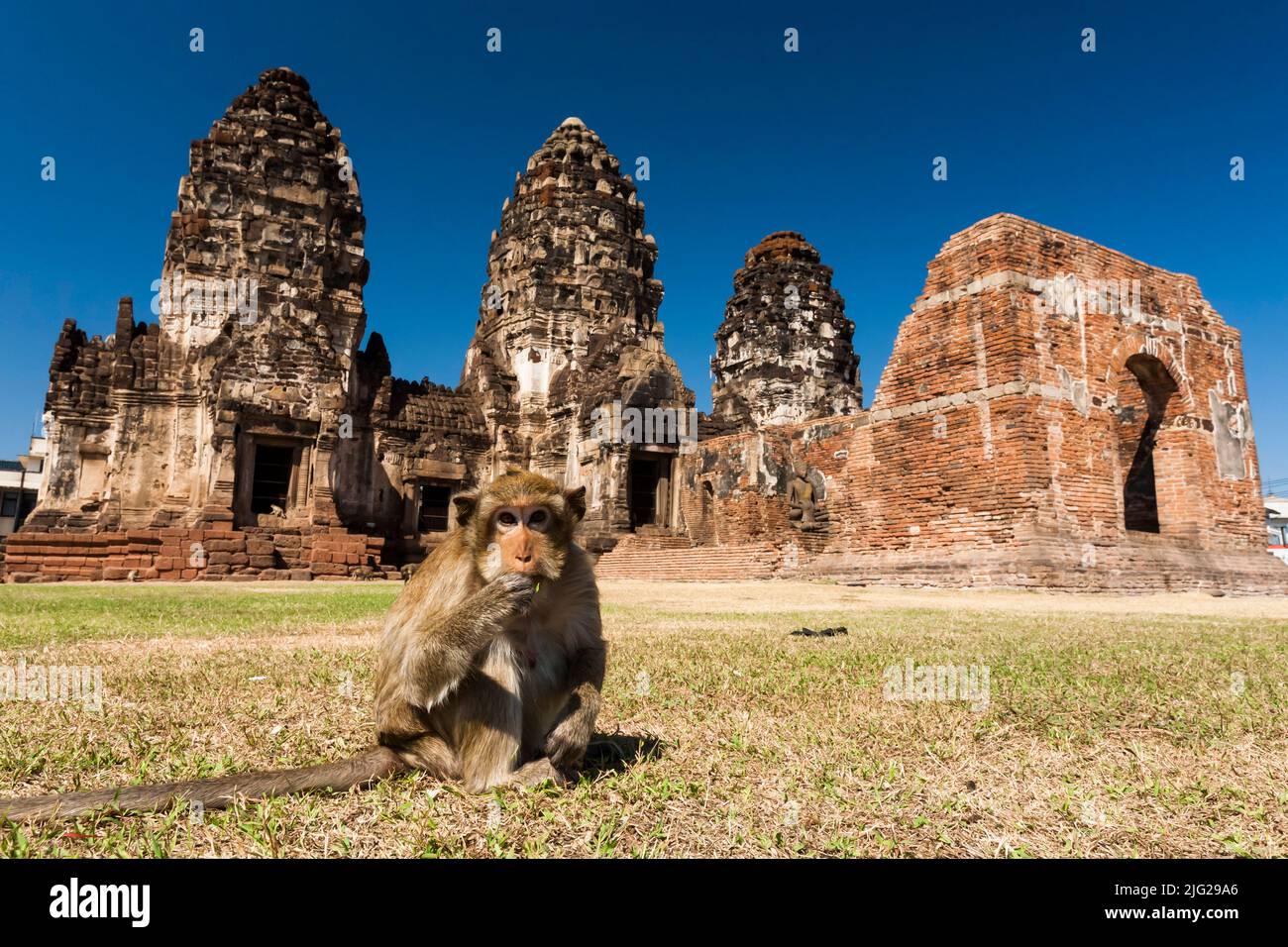 Monkey temple, Pra Prang Sam Yod(Yot), crab-eating macaque, eating, Chedi(stupa), Lopburi(Lop Buri), Thailand, Southeast Asia, Asia Stock Photo