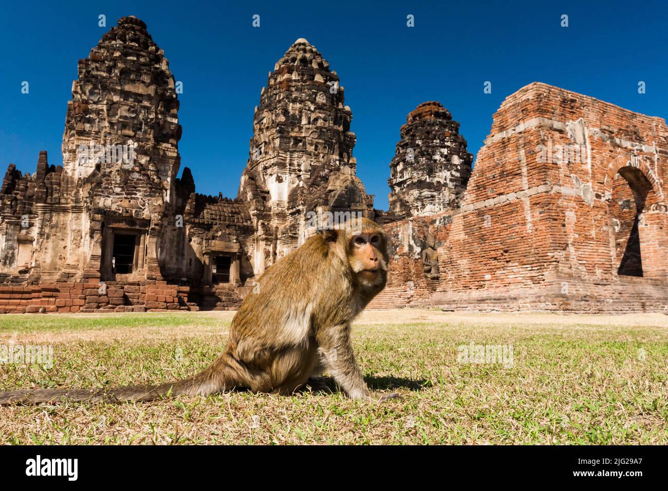 Monkey temple, Pra Prang Sam Yod(Yot), crab-eating macaque, eating, Chedi(stupa), Lopburi(Lop Buri), Thailand, Southeast Asia, Asia Stock Photo
