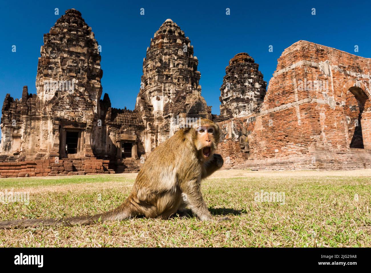 Monkey temple, Pra Prang Sam Yod(Yot), crab-eating macaque, eating, Chedi(stupa), Lopburi(Lop Buri), Thailand, Southeast Asia, Asia Stock Photo