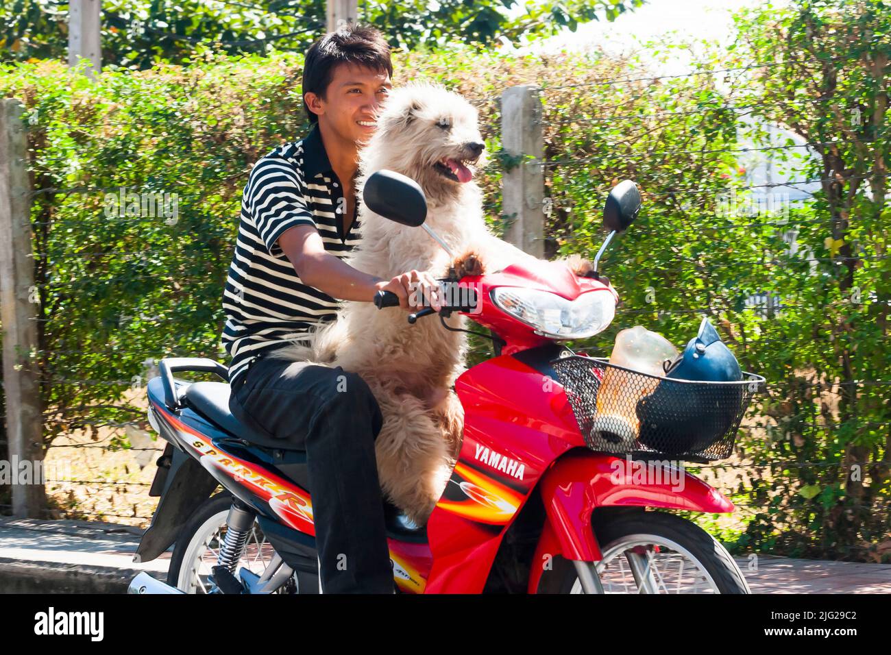 Can I Bring My Dog To Thailand