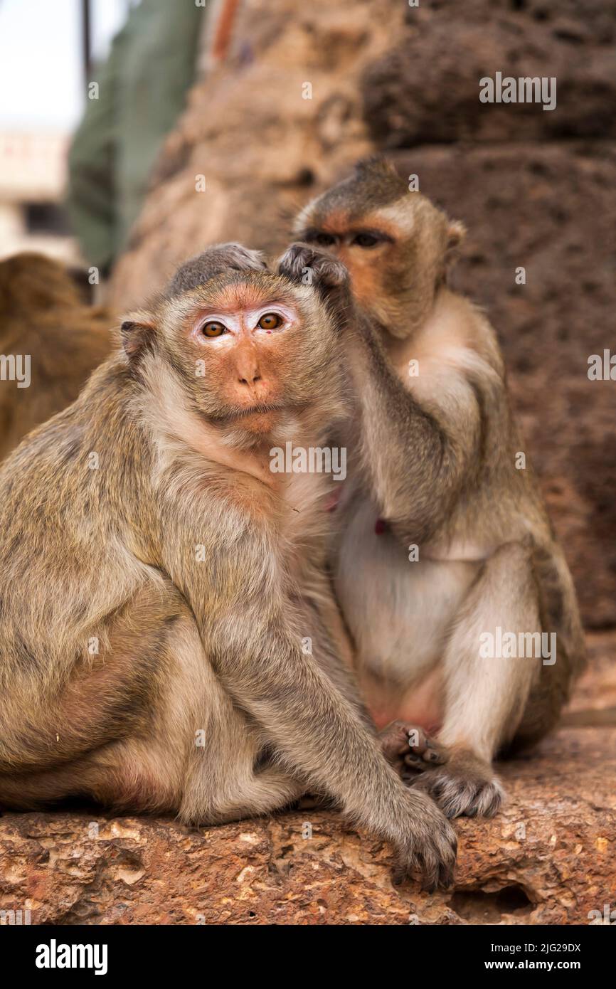 Monkey temple, Pra Prang Sam Yod(Yot), crab-eating macaque, eating, Lopburi(Lop Buri), Thailand, Southeast Asia, Asia Stock Photo