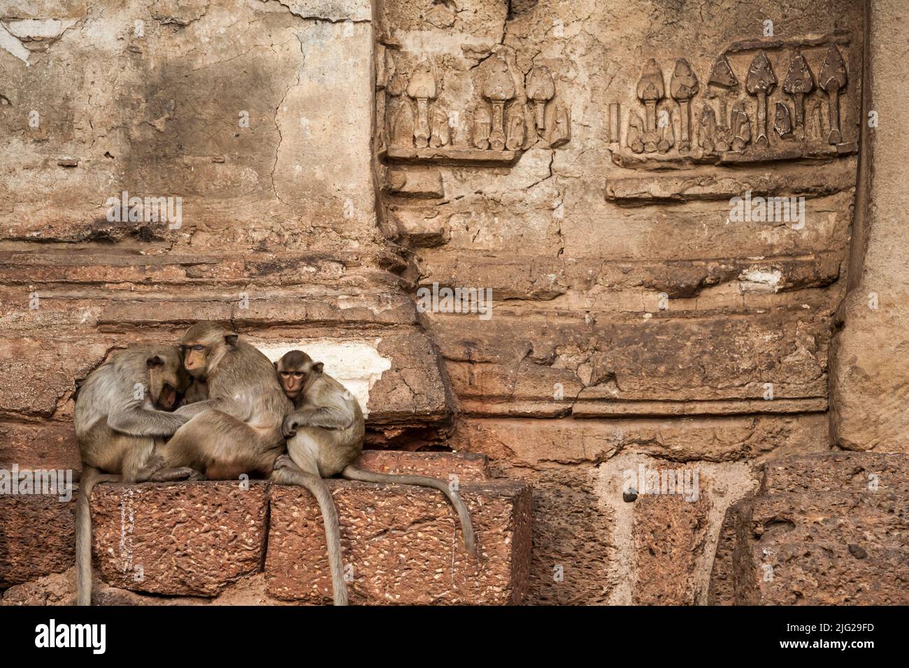 Monkey temple, Pra Prang Sam Yod(Yot), crab-eating macaque, eating, Lopburi(Lop Buri), Thailand, Southeast Asia, Asia Stock Photo