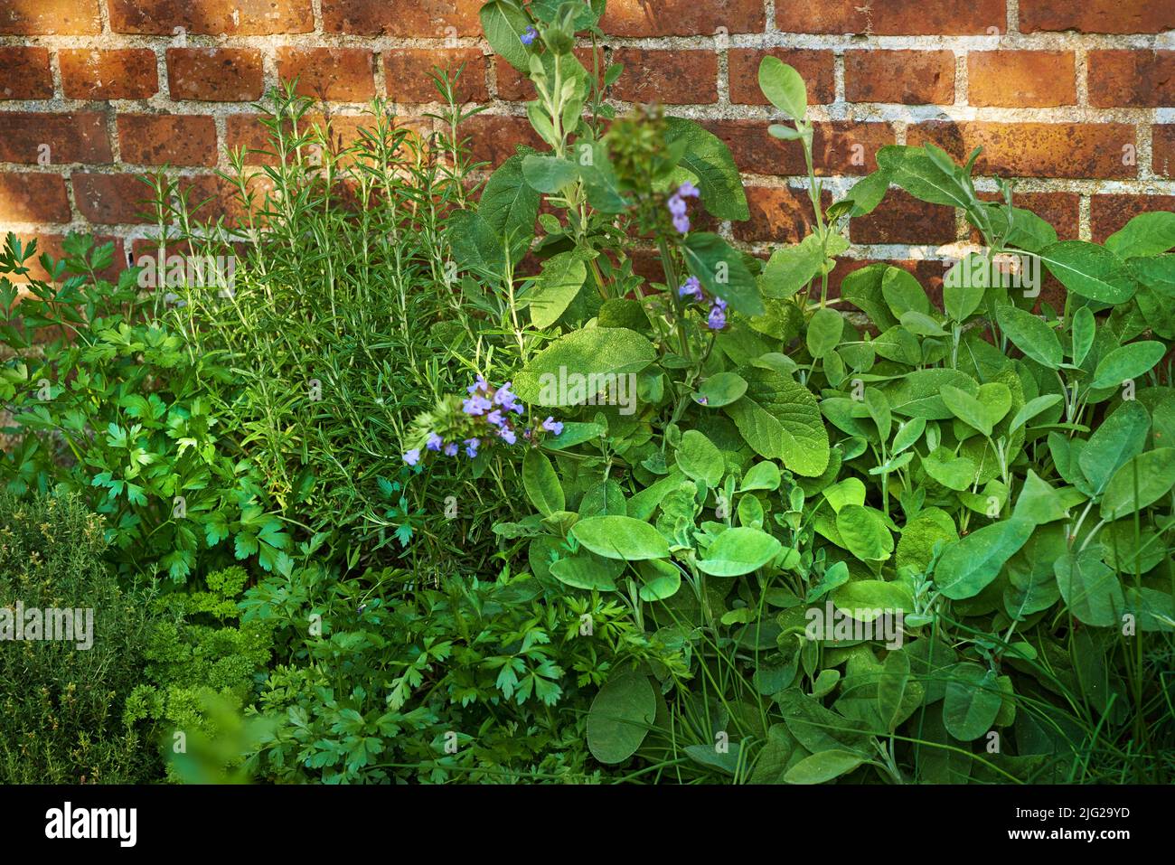 View of fresh parsley, thyme, coriander and basil growing in a vegetable garden at home. Texture detail of vibrant and lush cooking aroma herbs Stock Photo