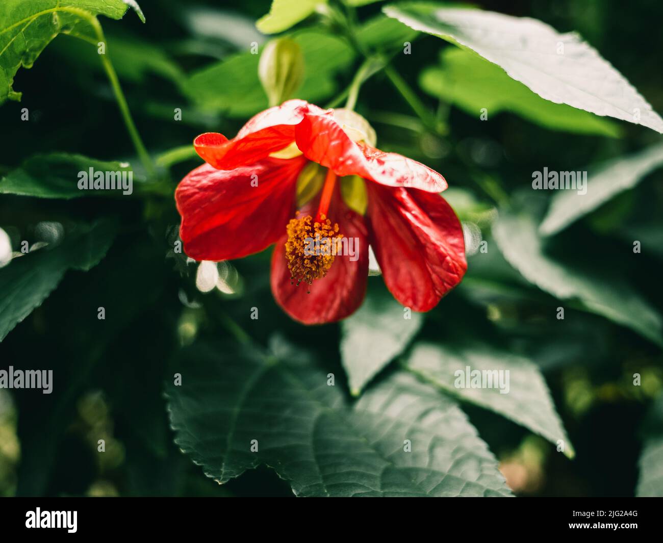 Abutilon is a large genus of flowering plants in the mallow family, Malvaceae Stock Photo