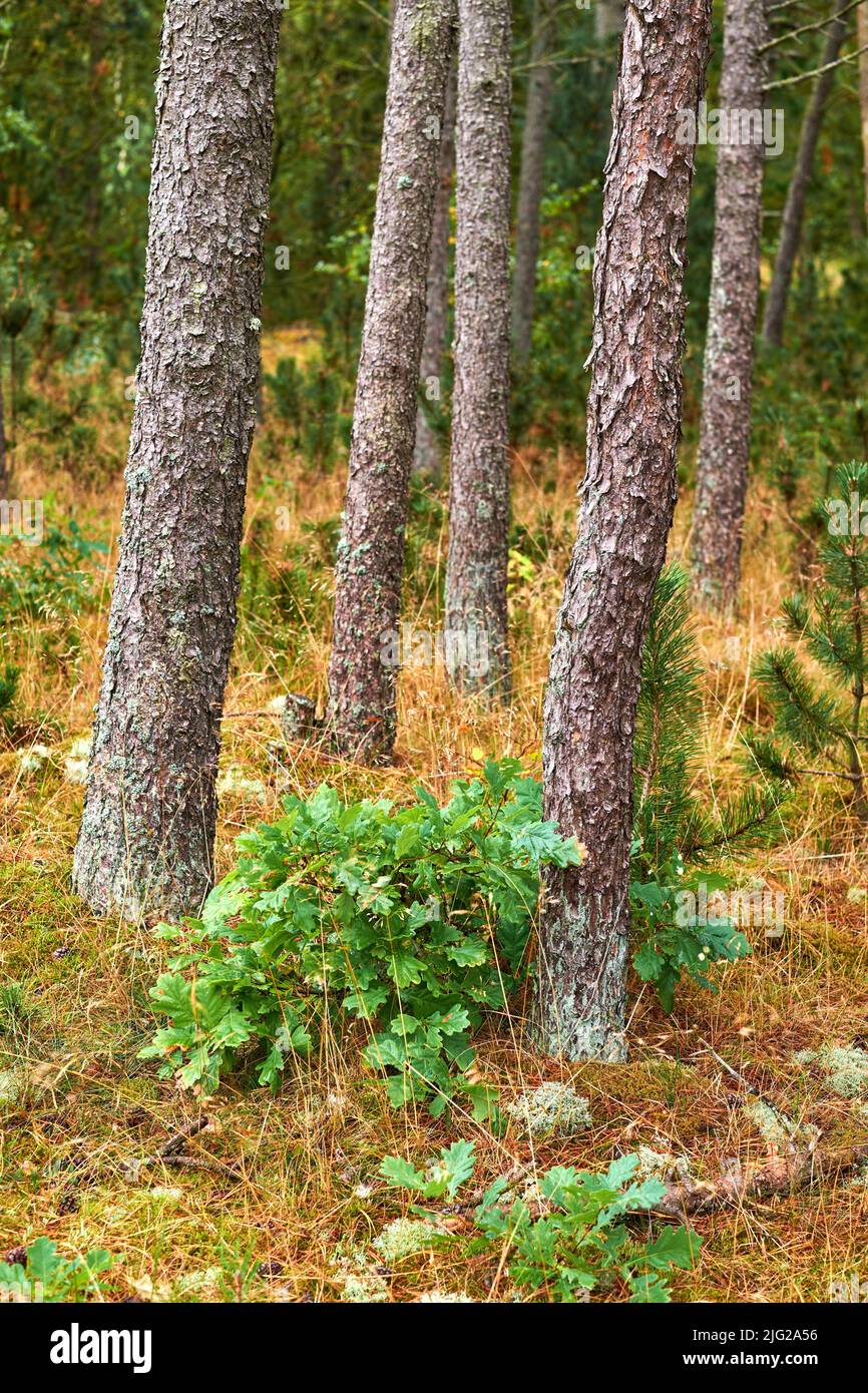 Pine trees in a wild forest in summer. Landscape of various pines, green vegetation with bushes and shrubs growing in nature or in a secluded Stock Photo