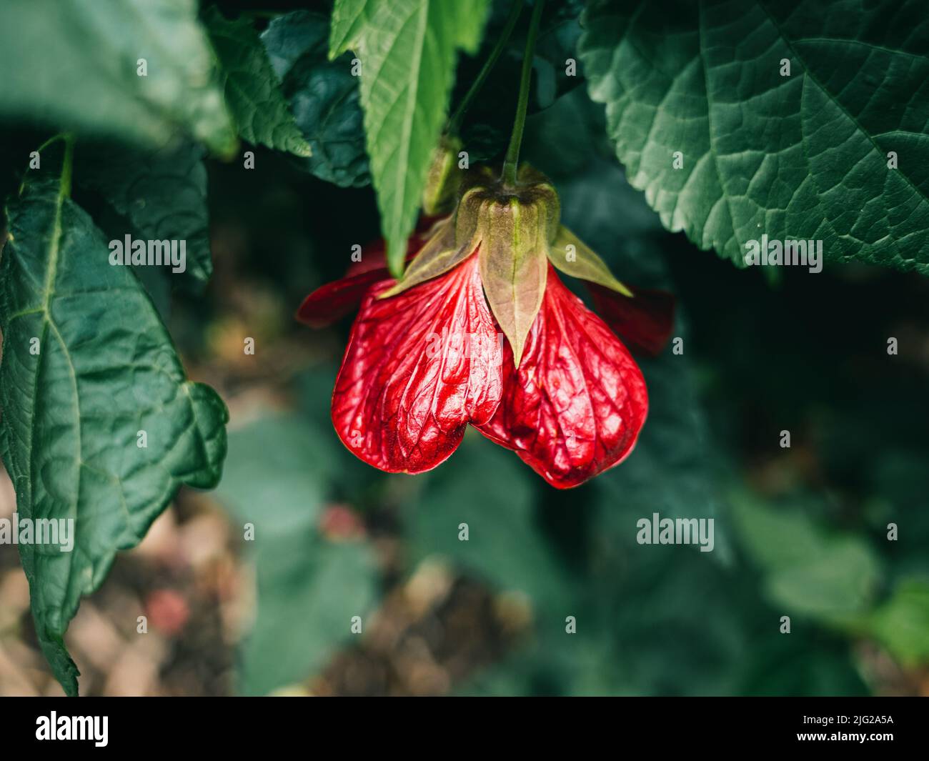 Abutilon is a large genus of flowering plants in the mallow family, Malvaceae Stock Photo