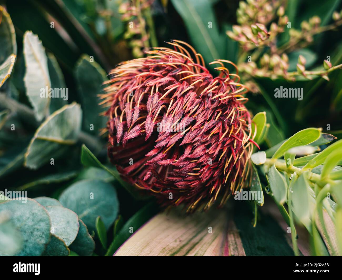 Protea is a genus of South African flowering plants, also called sugarbushes Stock Photo