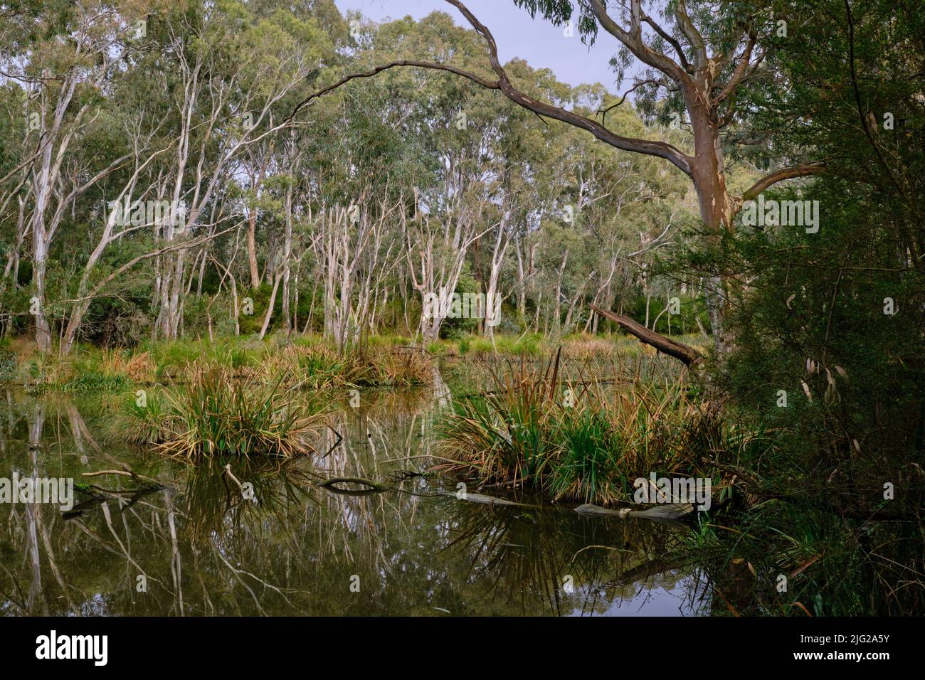 Wetlands Serenity Stock Photo