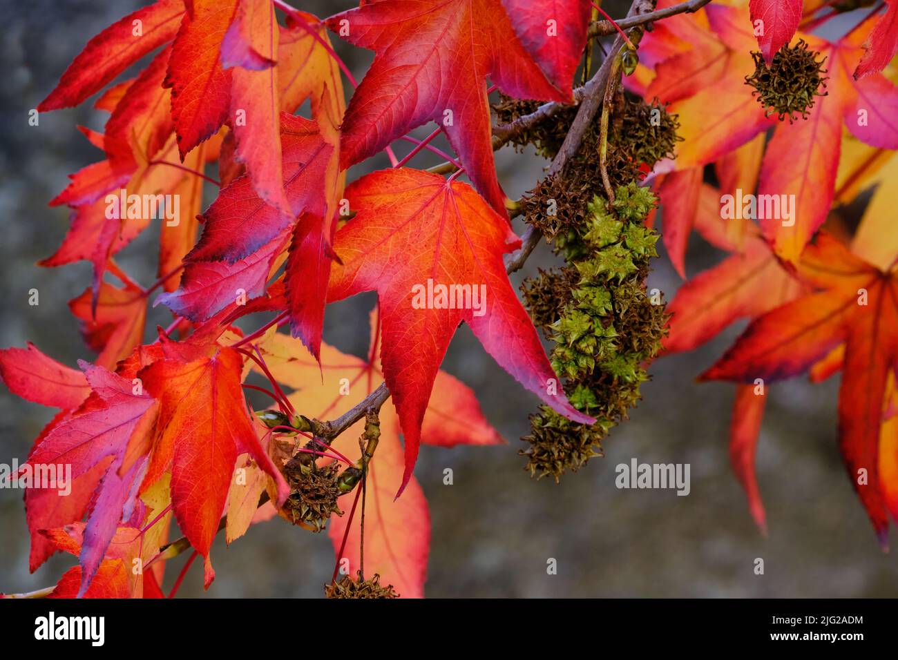 Red Maple In Autumn Stock Photo