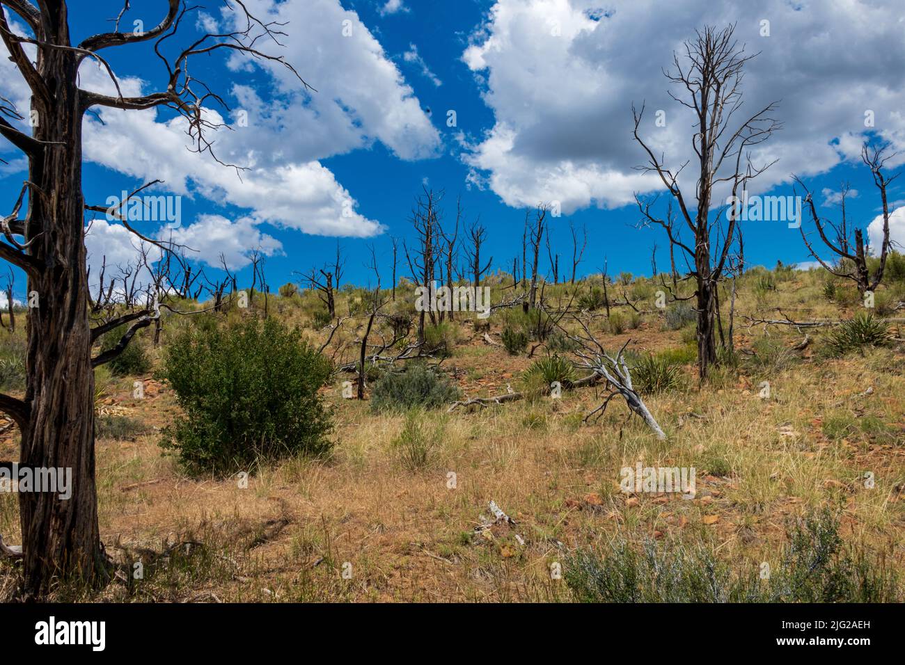 Multiple wildfires have affected Mesa Verde and these trees are evidence of the burns Stock Photo