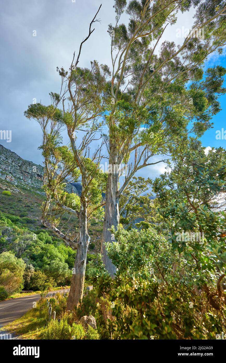 Empty hiking spot in a mountain forest with copy space. Tall green trees in nature with lots of bushes and a path through the wilderness on Table Stock Photo