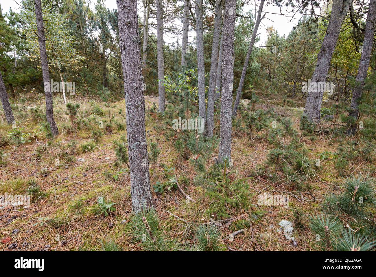 Tall trees in a wild forest in summer. A wilderness landscape of various green vegetation with bushes and shrubs growing in nature or in a secluded Stock Photo