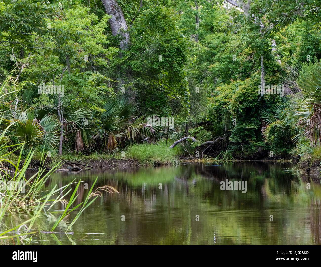 Landscape of water's edge showing reflections, diverse swamp vegetation