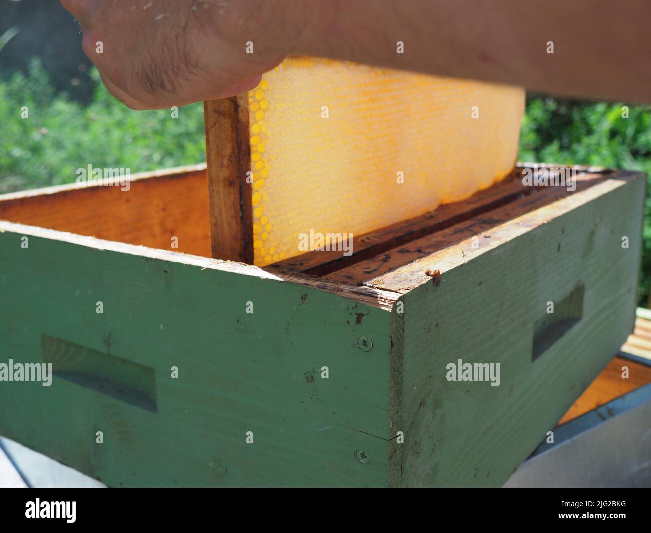 Master bee keeper pulls out a frame with honey from the beehive in the ...
