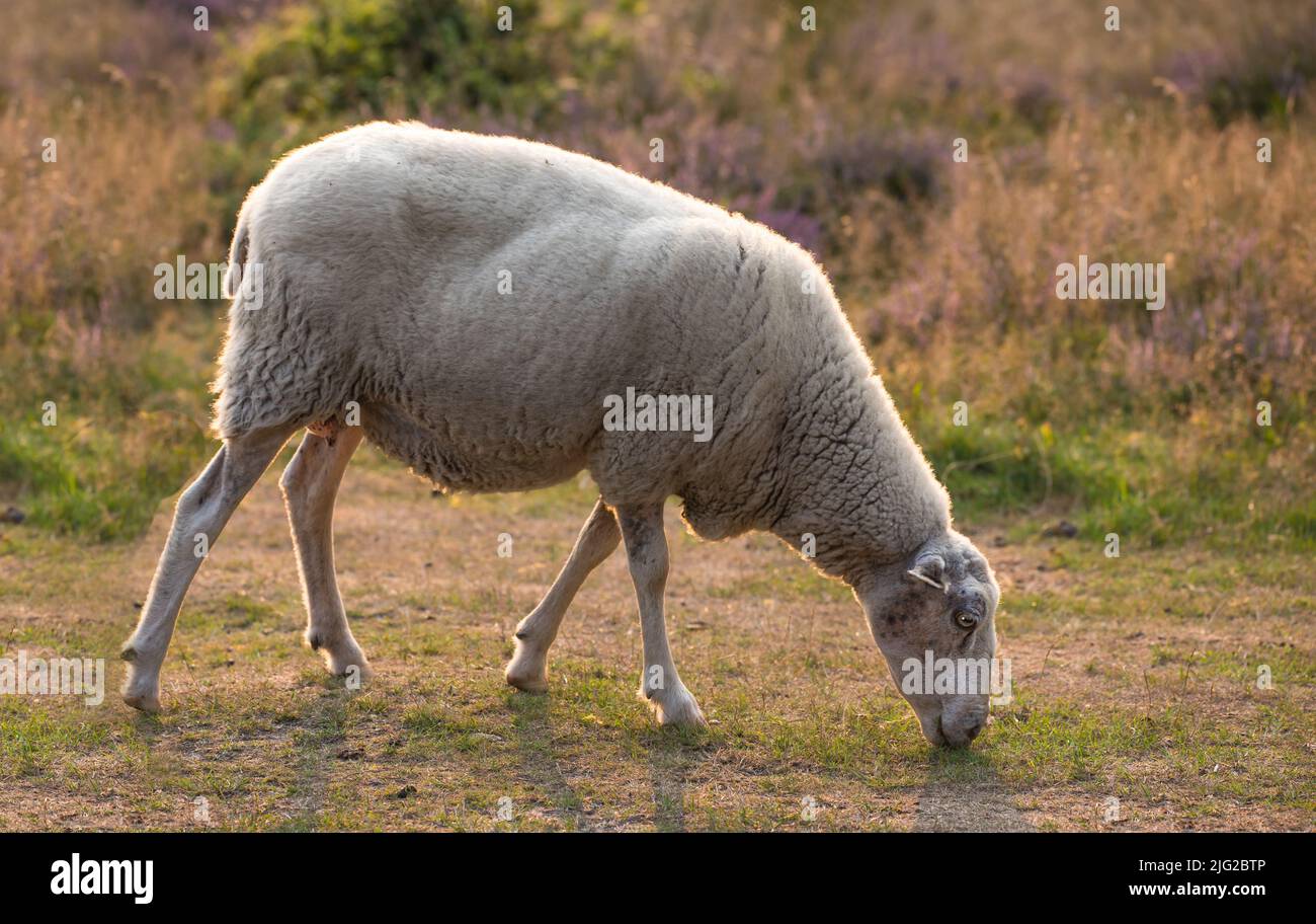 A hungry sheep walks and eats grass on a green blooming field on a farm. Furry Sheep grazing in an ecologically sustainable meadow during sunset in Stock Photo