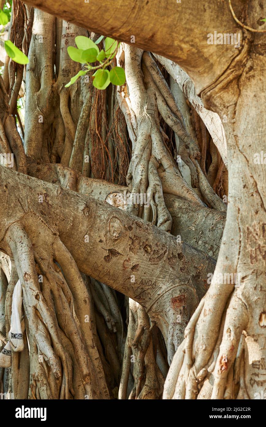 Landscape of a tangled tree trunk with branches. Old native fig tree