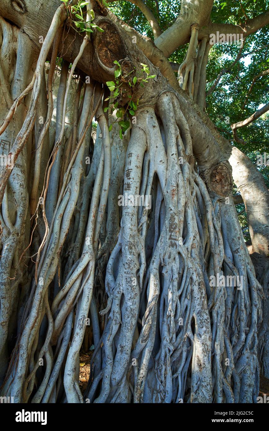 Vines trees hires stock photography and images Alamy
