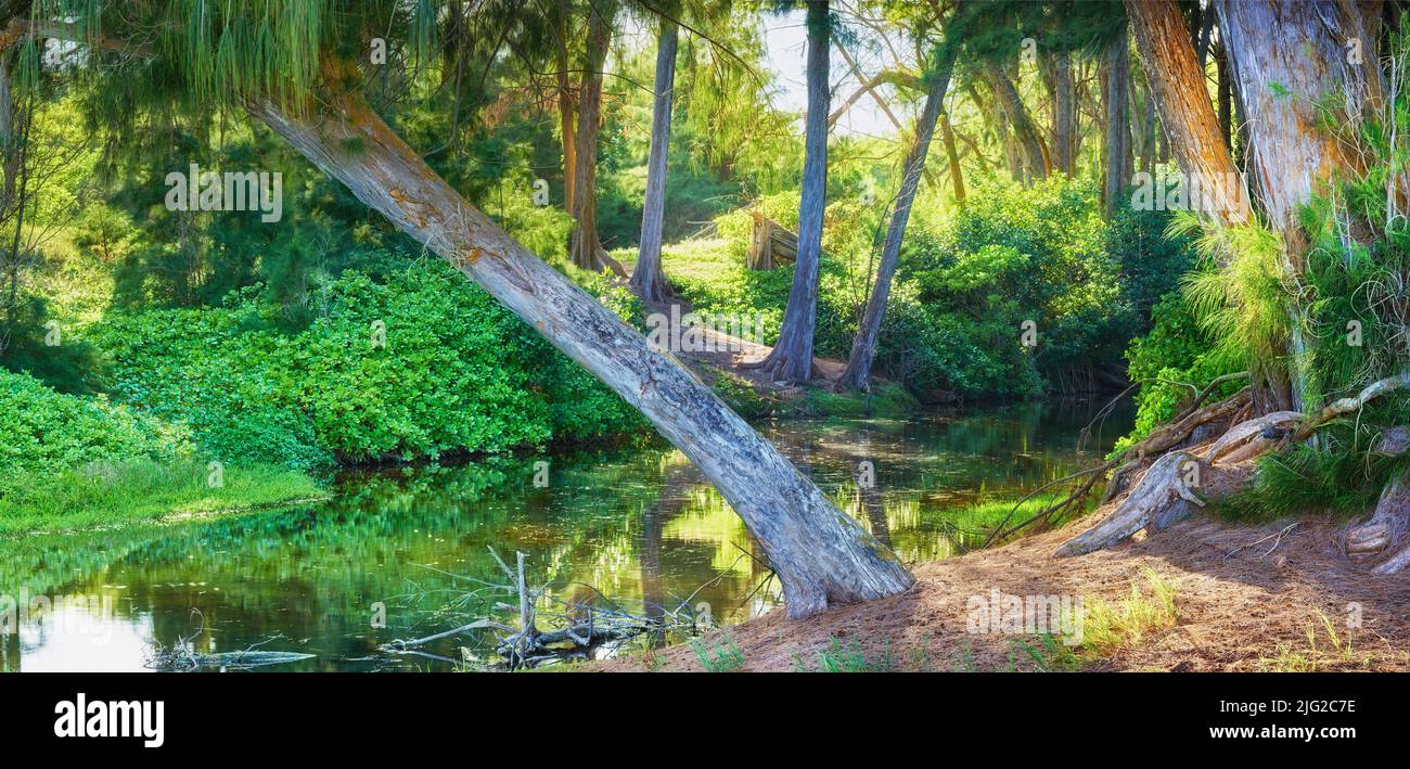 A peaceful green forest in nature on a sunny day. Natures zen jungle of peace, harmony and fresh beauty. Forest pond surrounded by tall green trees Stock Photo