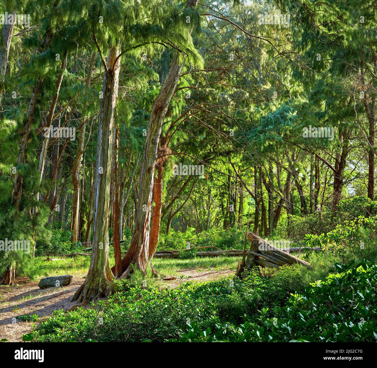 Woods hawaii oahu hi-res stock photography and images - Alamy