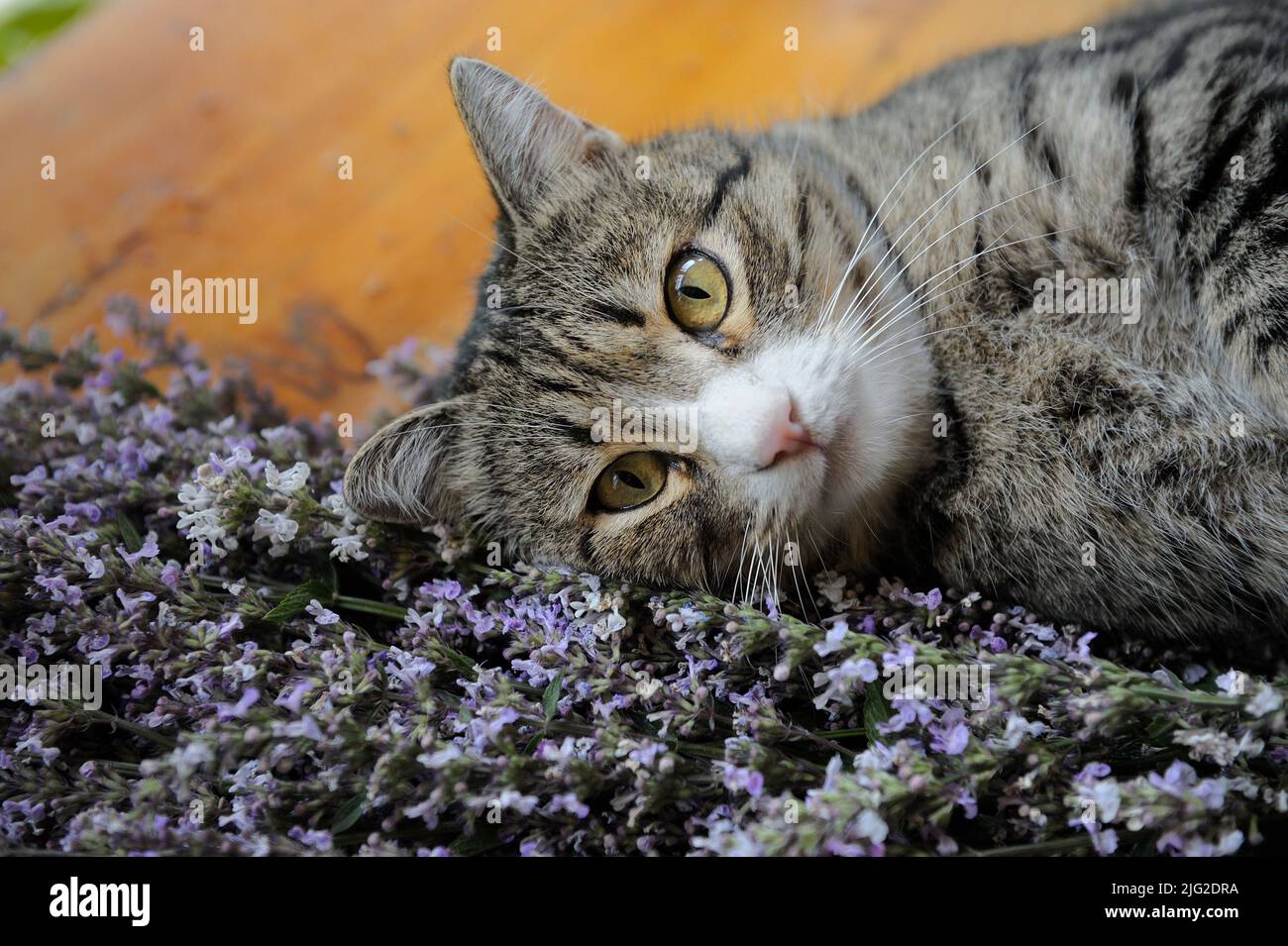 A cat enjoing with the catnip herd Stock Photo