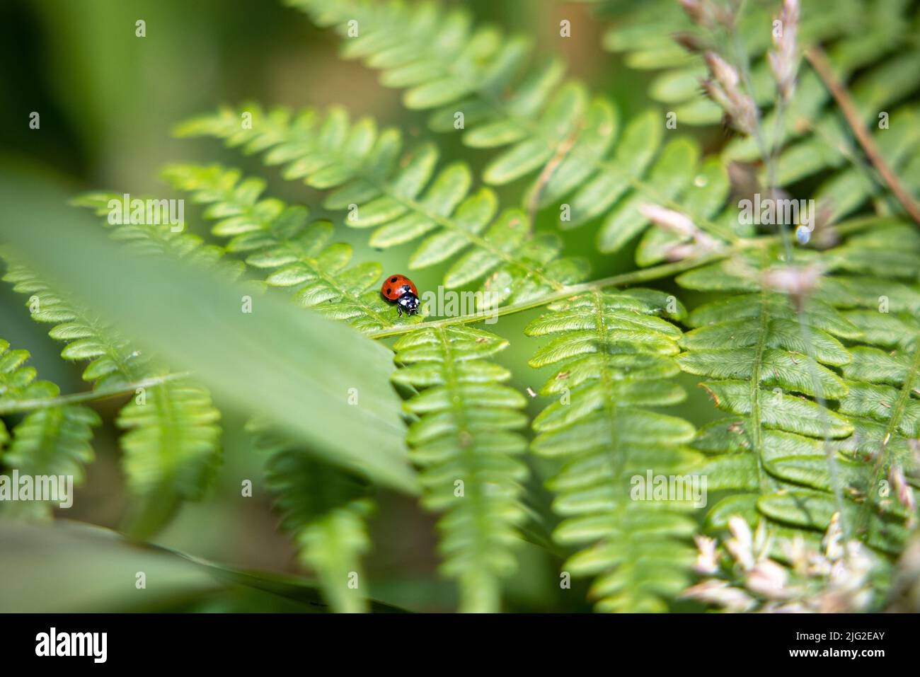 Ladybug (Coccinellidae) resting on a fern frond near Fort Bragg CA Stock Photo
