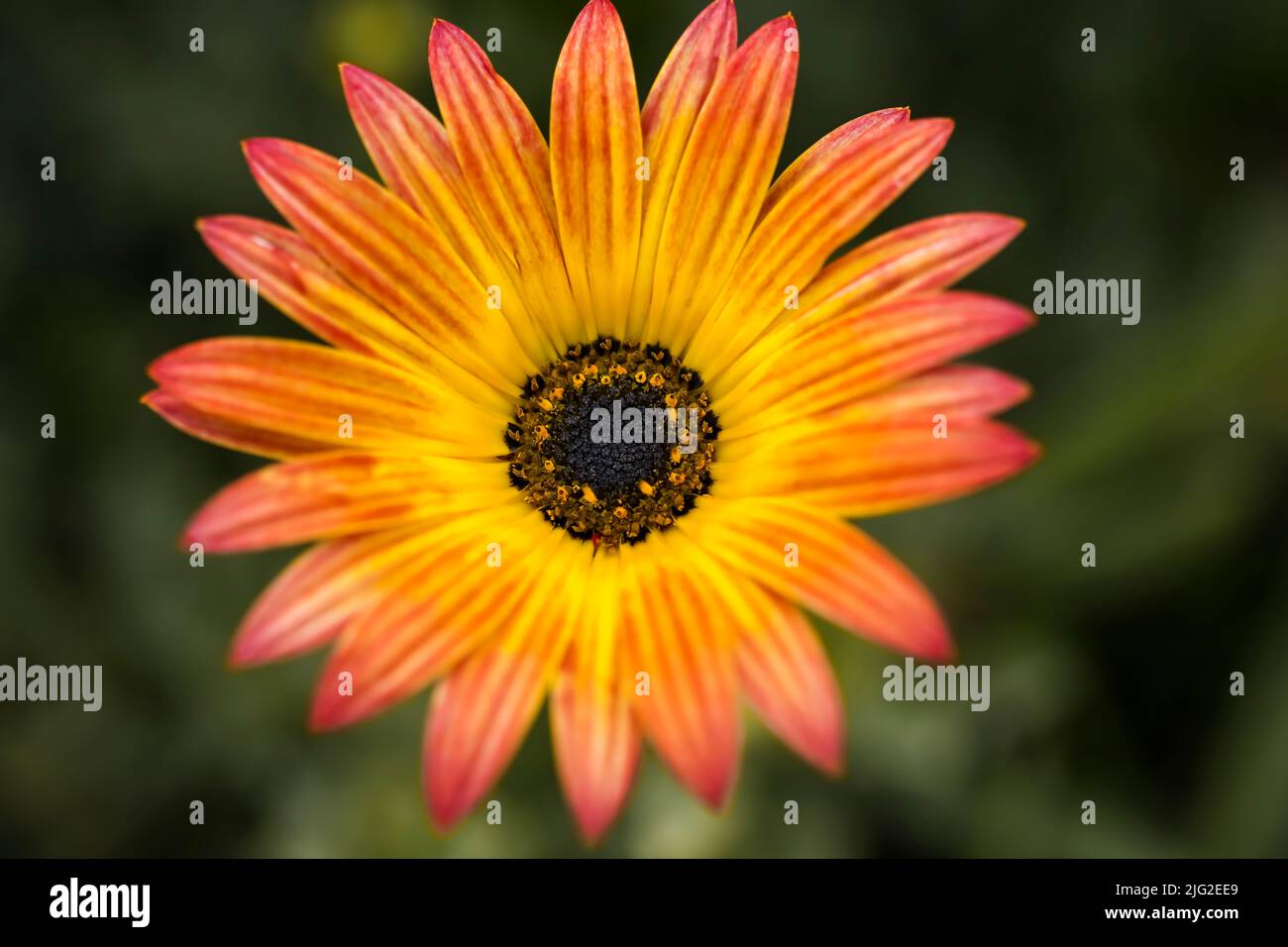 A multicolor African Daisy . Overhead view . Close up Stock Photo
