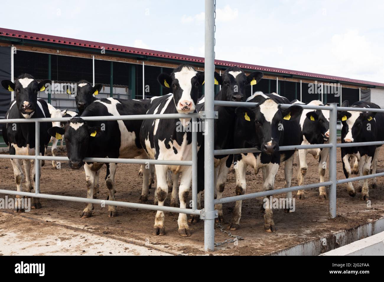 a group of highly produced dairy cows on a modern farm walks on the