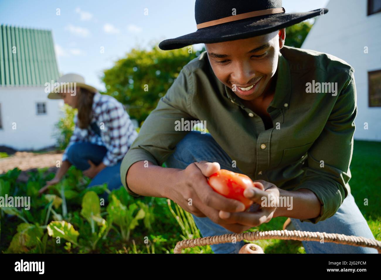 Mixed race male farmer working in vegetable patch holding fresh tomato Stock Photo