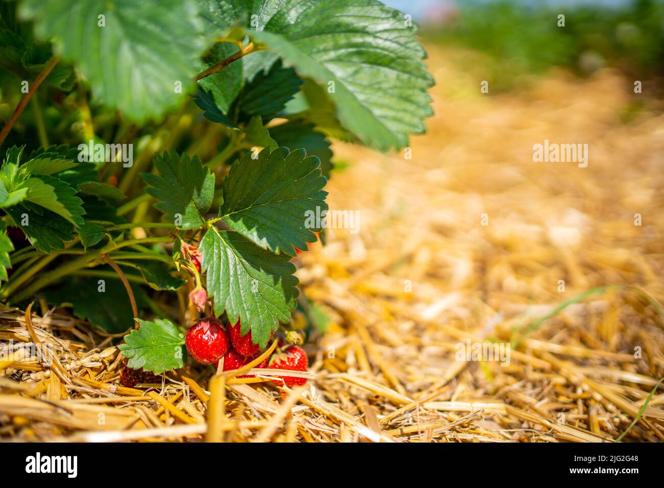Strawberry plantation on a sunny day in Czech Republic Stock Photo - Alamy