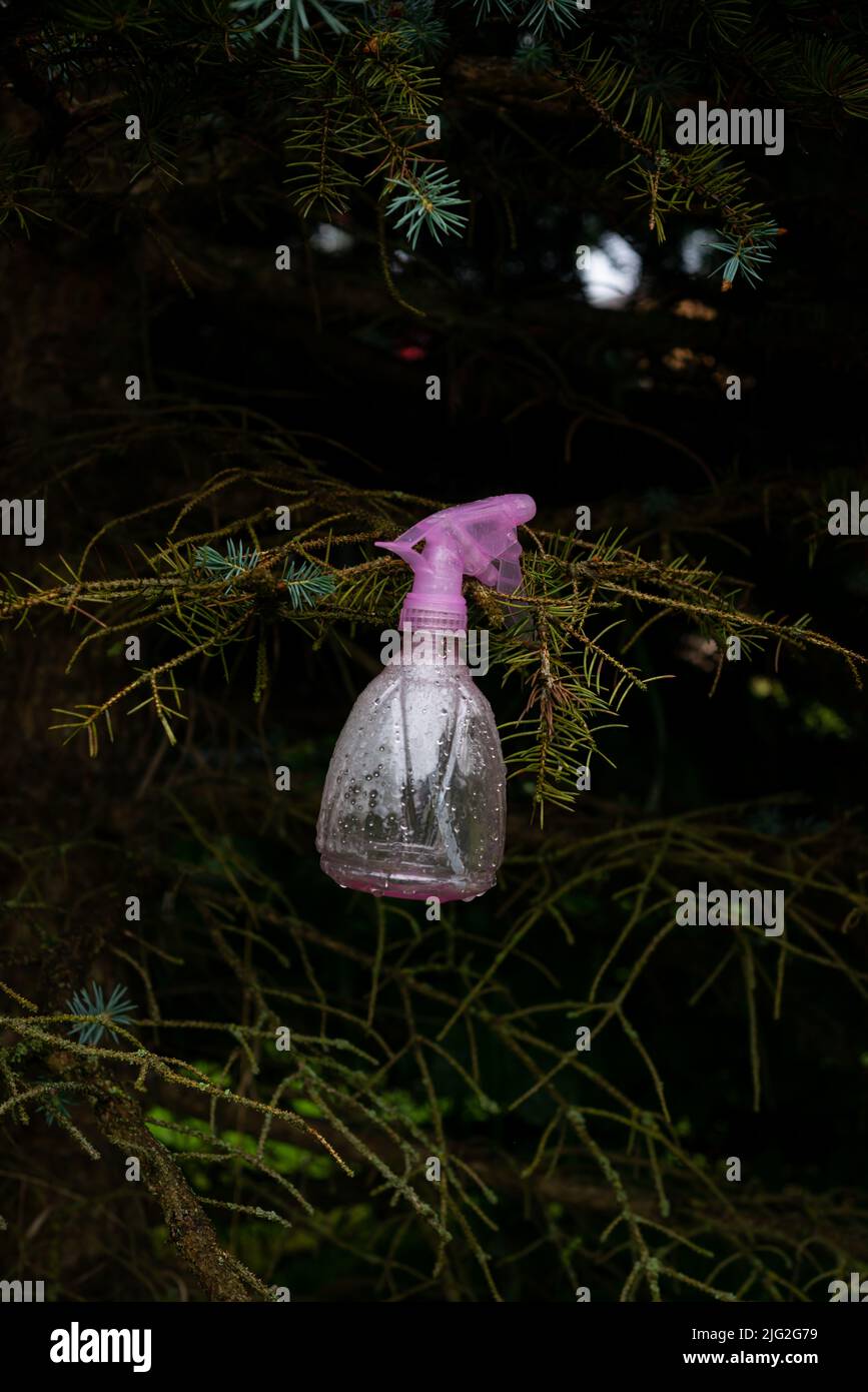 Pink bottle watering and spraying plant in a spruce branch after refreshing the plants on a hot summer day. Stock Photo