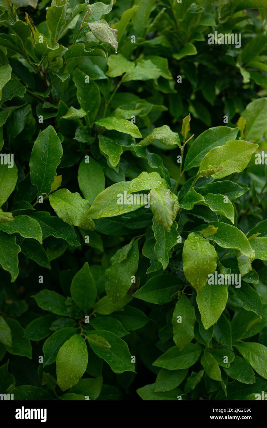 Dark green foliage of a healthy plant with serrated leaves glistening with raindrops. Low key, horizontal background or banner. Stock Photo