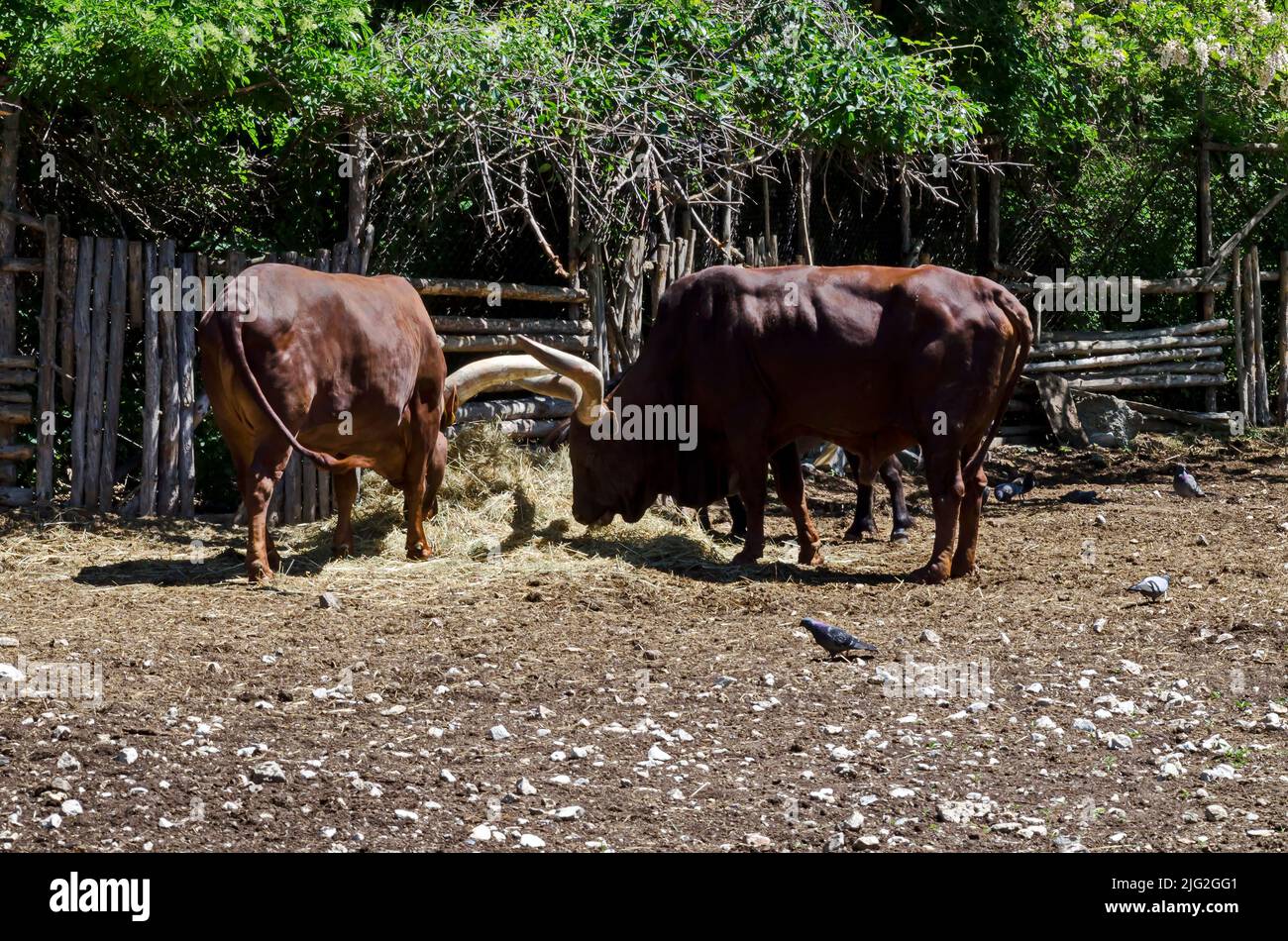 African brown bull Ankole Watusi, Bos taurus watusi or Ankole Longhorn rest in the shade, Sofia, Bulgaria Stock Photo