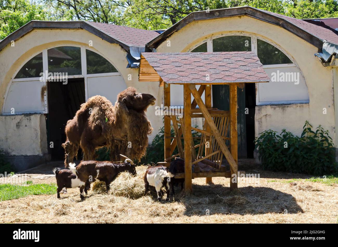 Camel and goats feed in the farm yard, Sofia, Bulgaria Stock Photo