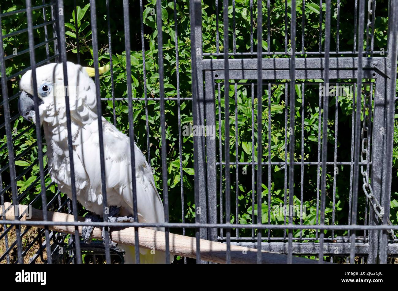 Curious white Cockatoo Parrot sitting on a branch in cell, Sofia, Bulgaria Stock Photo