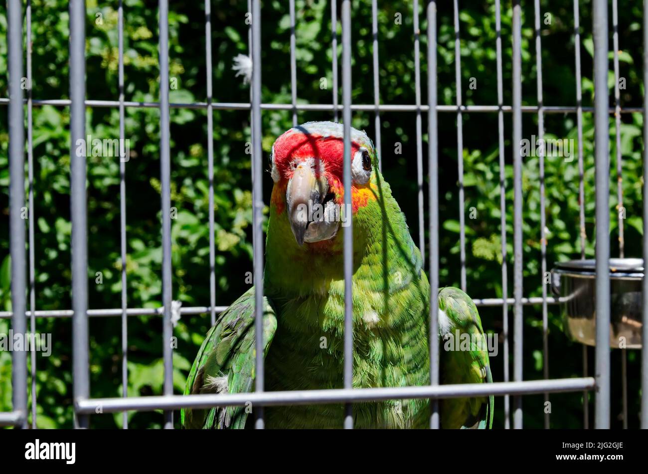 Macaw Scarlet or Macaw Ara is a large parrot with red, yellow and blue feathers relaxing in the cell, Sofia, Bulgaria Stock Photo
