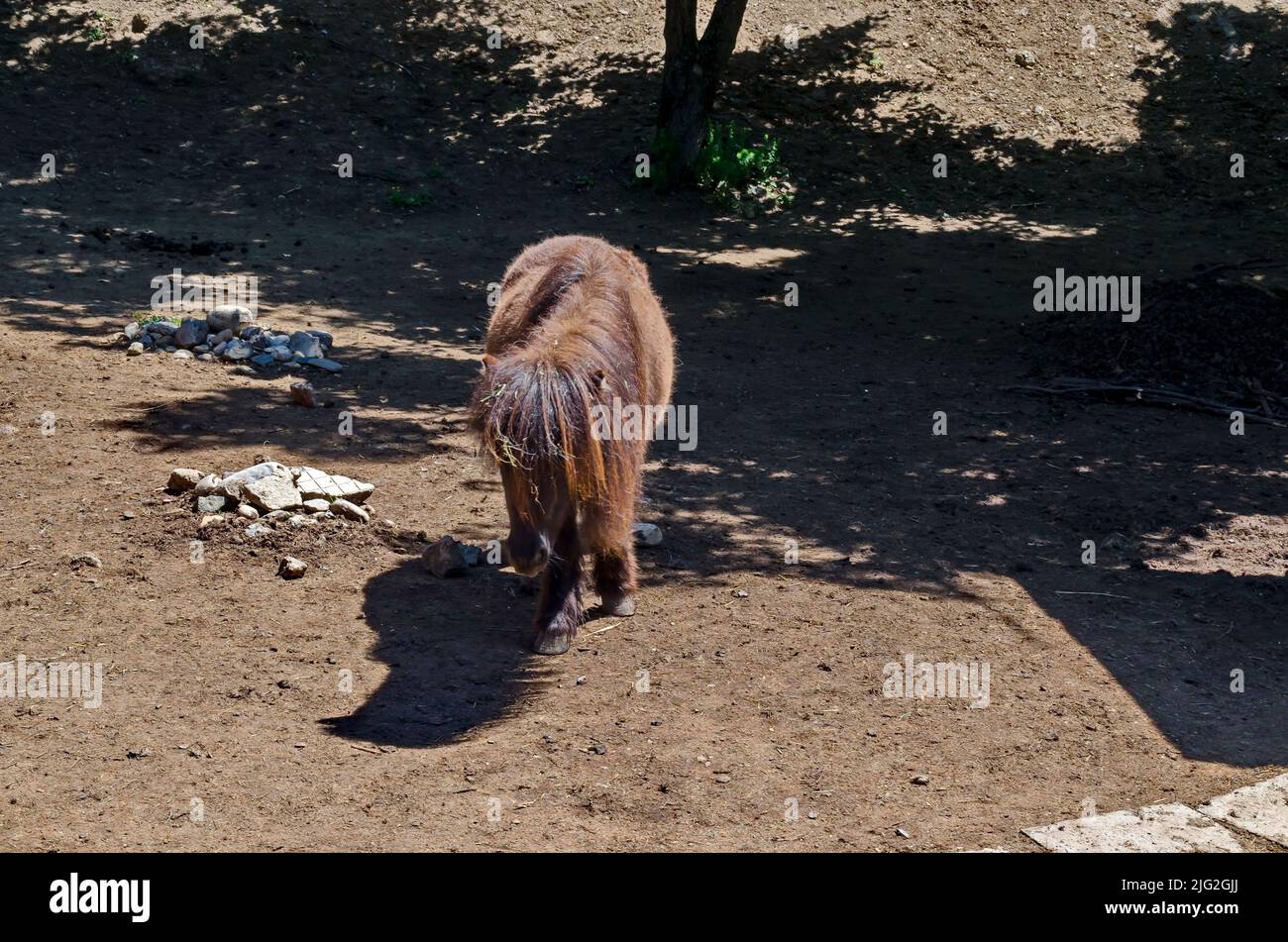 A brown pony walk outdoors in the farm yard, Sofia, Bulgaria Stock Photo