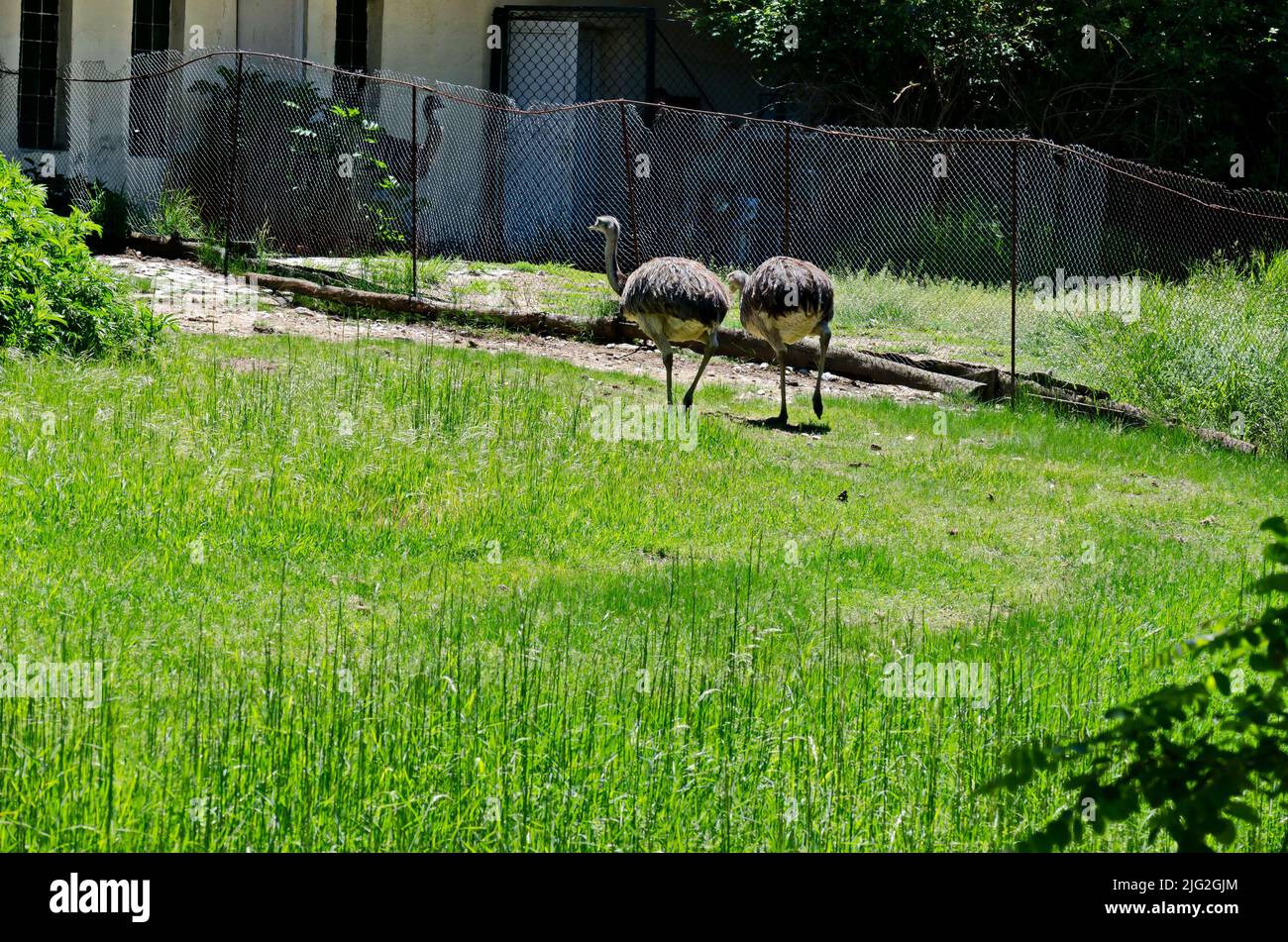 Portrait of emu or smiling ostriches in part of summer park, Sofia, Bulgaria Stock Photo